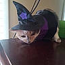 animal, black, brown, cape, cat, costume, curious, cute, ears, feline, fur, indoor, pet, purple, purple_star, sniffing, table, whiskers, witch_hat, wood