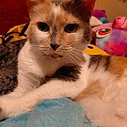 Missy joined the competition — help win amazing prizes! cat, calico_cat, pet, animal, close_up, feline, whiskers, fur, indoor, blanket, plush_toys, colorful, cozy, relaxed, cute, portrait, soft, warm_lighting, resting, domestic