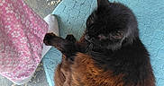 Porchcat joined the competition — help win amazing prizes! animal, black_cat, blue_mat, brown_fur, cat, closeup, ears, fluffy, furry, indoor, lying_down, patterned_clothing, pet, pink_fabric, rust_coloring, sitting, tail, weathered_floor, whiskers, woven_mat