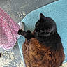 animal, black_cat, blue_mat, brown_fur, cat, closeup, ears, fluffy, furry, indoor, lying_down, patterned_clothing, pet, pink_fabric, rust_coloring, sitting, tail, weathered_floor, whiskers, woven_mat