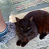 animal, black_cat, cat, ears, fluffy, foot, furry, green_eyes, lying_down, outdoor, paws, pet, portrait, rug, sleepy, slipper, staring, step, whiskers, woven_textile