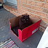 Porchcat joined the competition — help win amazing prizes! black_cat, cat, cardboard_box, porch, brick_wall, rug, floor, pet, animal, indoor, green_eyes, feline, curious, sitting, cozy, home, domestic, furry, box, resting