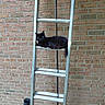 Porchcat is registered to the contest to win money with this photo: cat, black_cat, ladder, metal, brick_wall, outdoor, animal, pet, resting, relaxed, feline, fur, tail, eye, horizontal, structure, daylight, quiet, calm, background