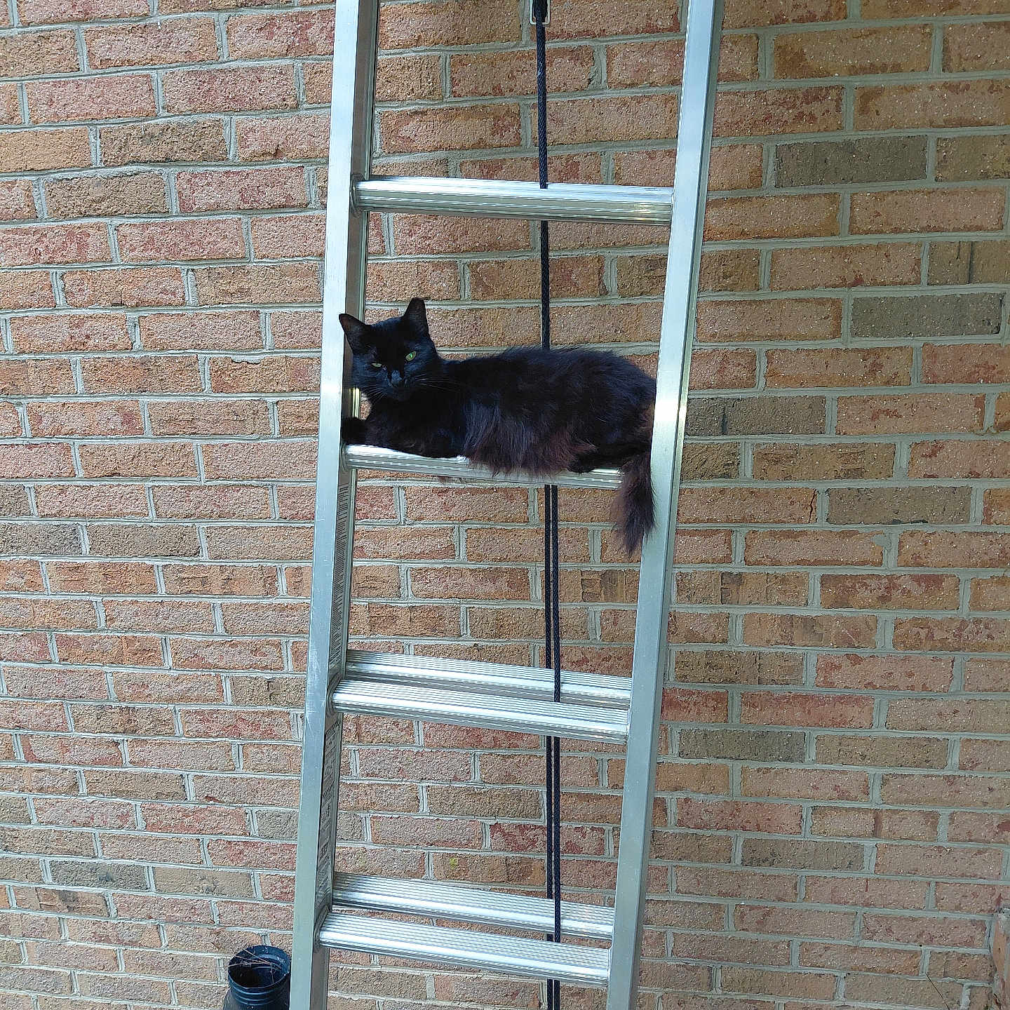Porchcat
