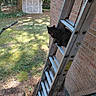 animal, backyard, black_cat, brick_wall, cat, climbing, construction, feline, funny, garden, grass, house, ladder, outdoor, perched, rustic, shed, sunlight, trees, woodland