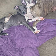 Wicked is registered to the contest to win money with this photo: dog, puppy, brindle_dog, gray_dog, couch, sofa, purple_blanket, cuddling, sitting, lying_down, pets, animals, indoor, home, living_room, canine, short_hair, collar, portrait, relaxed