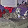 Wicked is registered to the contest to win money with this photo: dog, puppy, canine, pet, animal, sitting, lying_down, couch, sofa, pillows, living_room, indoors, home, carpet, window, blinds, purple, red, portrait, flash