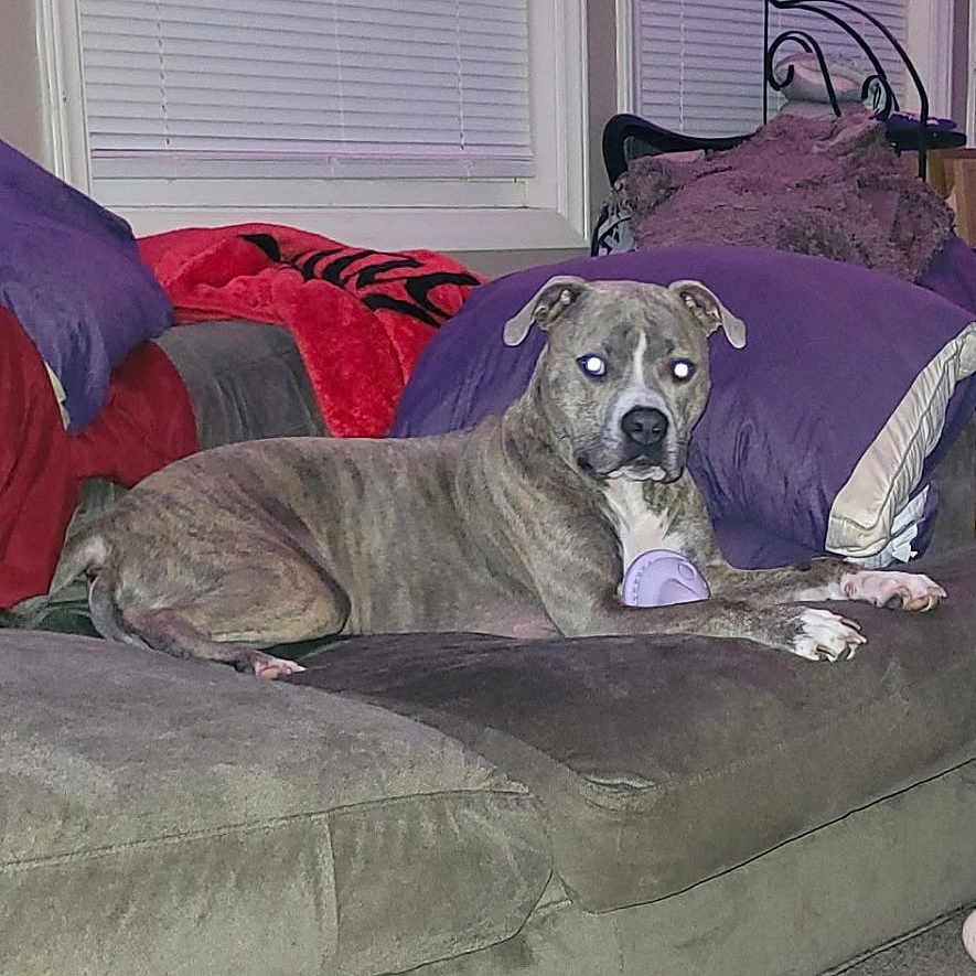 Wicked is registered to the contest to win money with this photo: dog, puppy, canine, pet, animal, sitting, lying_down, couch, sofa, pillows, living_room, indoors, home, carpet, window, blinds, purple, red, portrait, flash