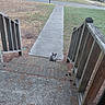 Tom is registered to the contest to win money with this photo: animal, brick, cat, concrete, front_yard, grass, gray_cat, house, lawn, outdoor, pet, portrait, sidewalk, sitting, stairs, steps, suburban, walkway, white_chest, wooden_railing