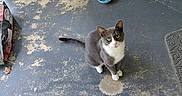 Tom joined the competition — help win amazing prizes! animal, cat, cat_food, concrete_floor, domestic_animal, door, doormat, feather_toy, food_bowl, gray_cat, green_eyes, home_exterior, looking_at_camera, outdoor, pet, porch, sitting, weathered_floor, white_chest, wood