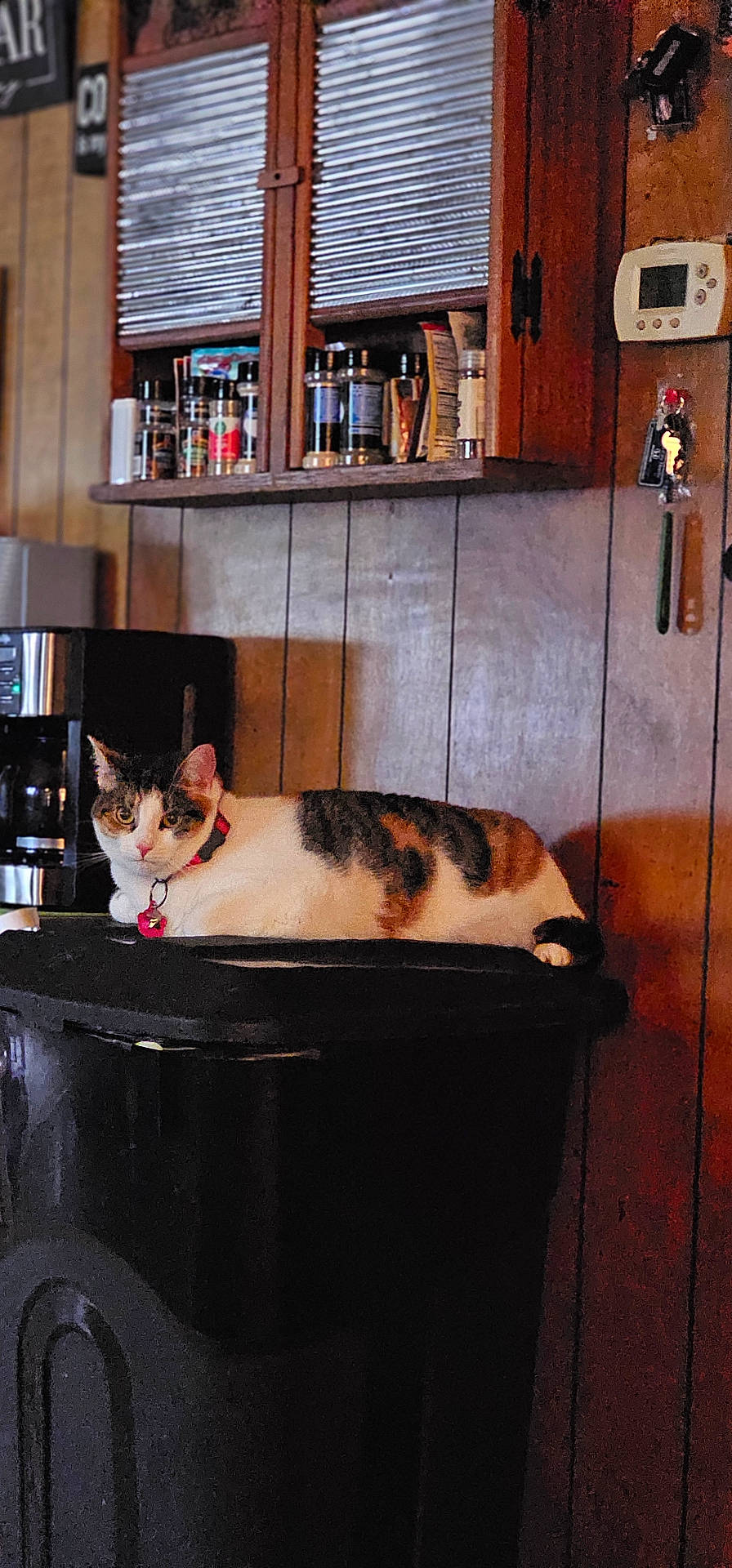 Genji joined the competition — help win amazing prizes! animal, calico_cat, cat, coffee_maker, collar, curious, domestic, feline, furniture, home_interior, indoor, keys, kitchen, pet, relaxed, shelf, spices, thermostat, trash_bin, wood_paneling