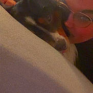 Vaiko a rejoint le concours — aidez-le/la à gagner de superbes lots ! person, dog, glasses, blanket, snuggle, sleepy, cozy, indoor, face, closeup, resting, warm, comfort, cushion, brown, black, white, fur, human, eyewear