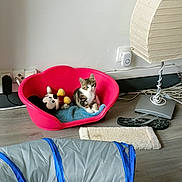 Maya participe au concours pour gagner de l'argent avec cette photo : kitten, cat, pet_bed, plush_toy, mickey_mouse, indoor, floor, lamp, slipper, blue_blanket, wall, power_outlet, cords, wooden_floor, pet_tunnel, cute, small, animal, resting, cozy