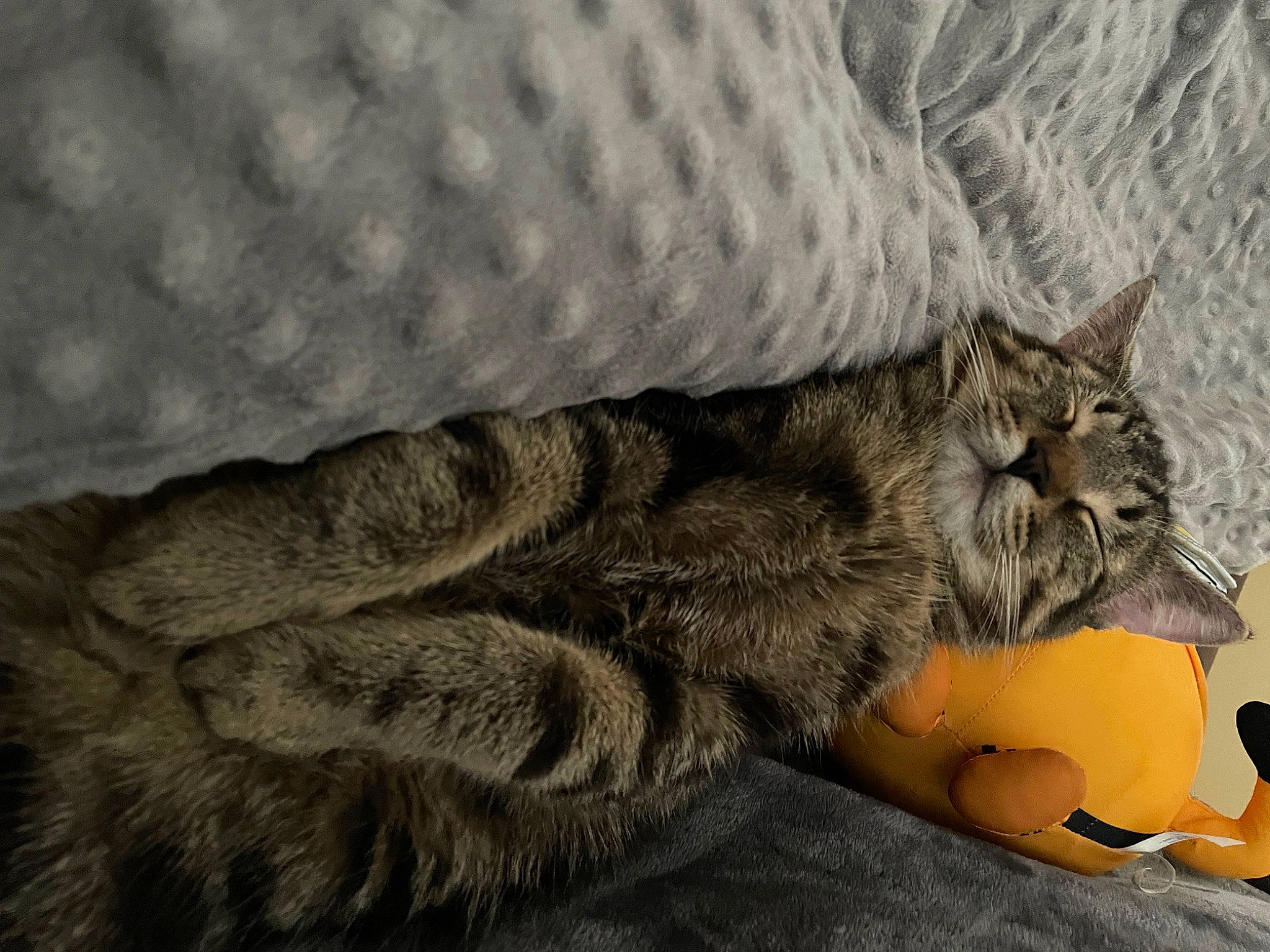 Tyson is registered to the contest to win money with this photo: carnivore, cat, claw, comfort, domestic_short_haired_cat, felidae, fur, grey, linens, nap, pattern, paw, sitting, sleep, small_to_medium_sized_cats, snout, tail, whiskers, wood