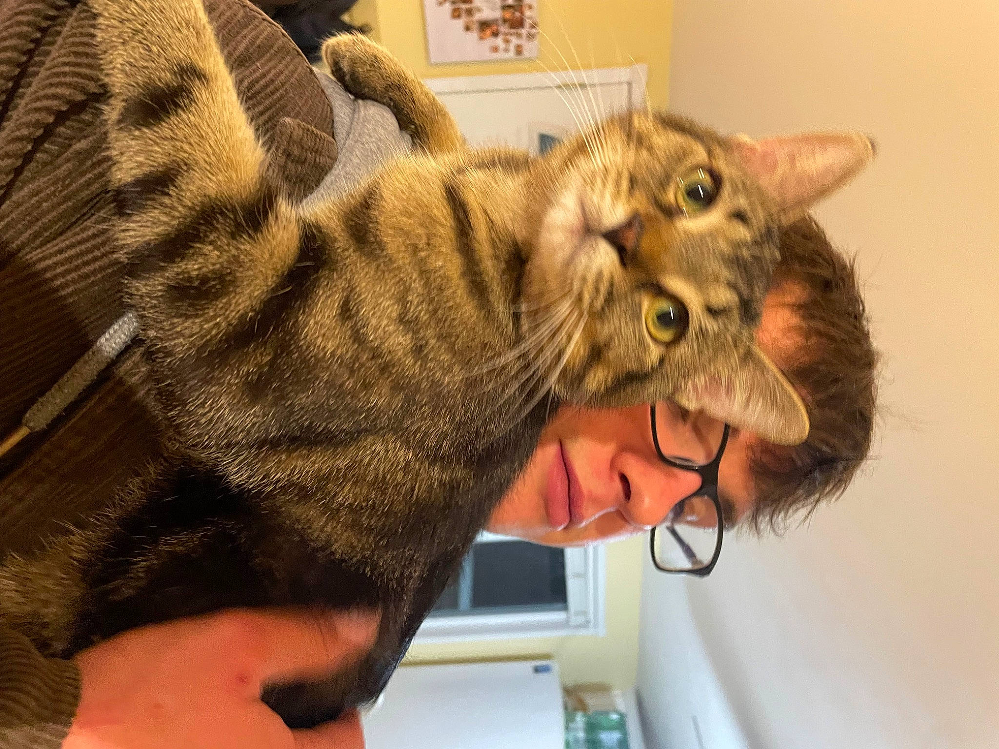 Tyson joined the competition — help win amazing prizes! carnivore, cat, claw, domestic_short_haired_cat, ear, felidae, fur, gesture, jaw, paw, small_to_medium_sized_cats, snout, tail, whiskers, wildlife