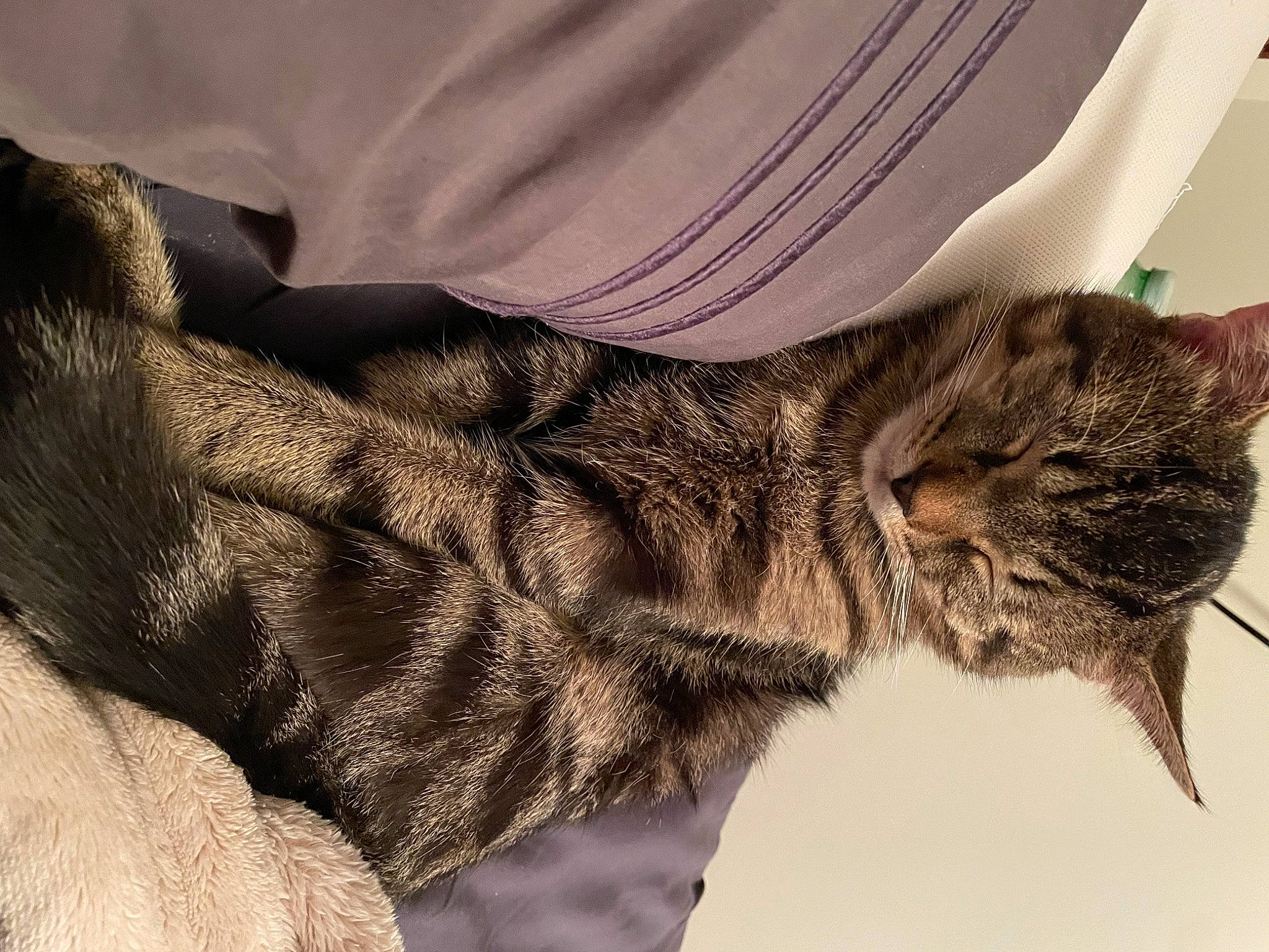 Tyson is registered to the contest to win money with this photo: bed, carnivore, cat, claw, comfort, domestic_short_haired_cat, ear, felidae, fur, gesture, human_leg, linens, nap, pattern, paw, sleeve, small_to_medium_sized_cats, snout, tail, whiskers