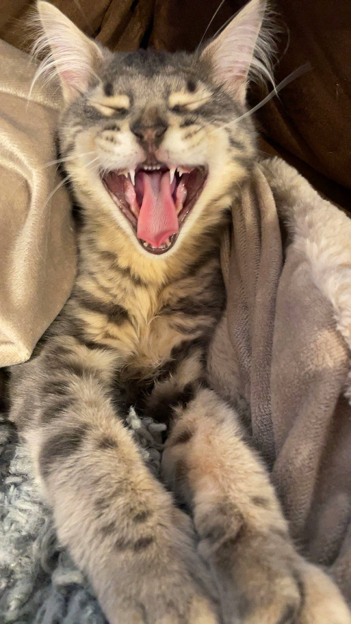 Eugene joined the competition — help win amazing prizes! carnivore, cat, claw, domestic_short_haired_cat, fang, felidae, fur, jaw, paw, roar, shout, small_to_medium_sized_cats, snout, terrestrial_animal, tooth, whiskers, wildlife, yawn