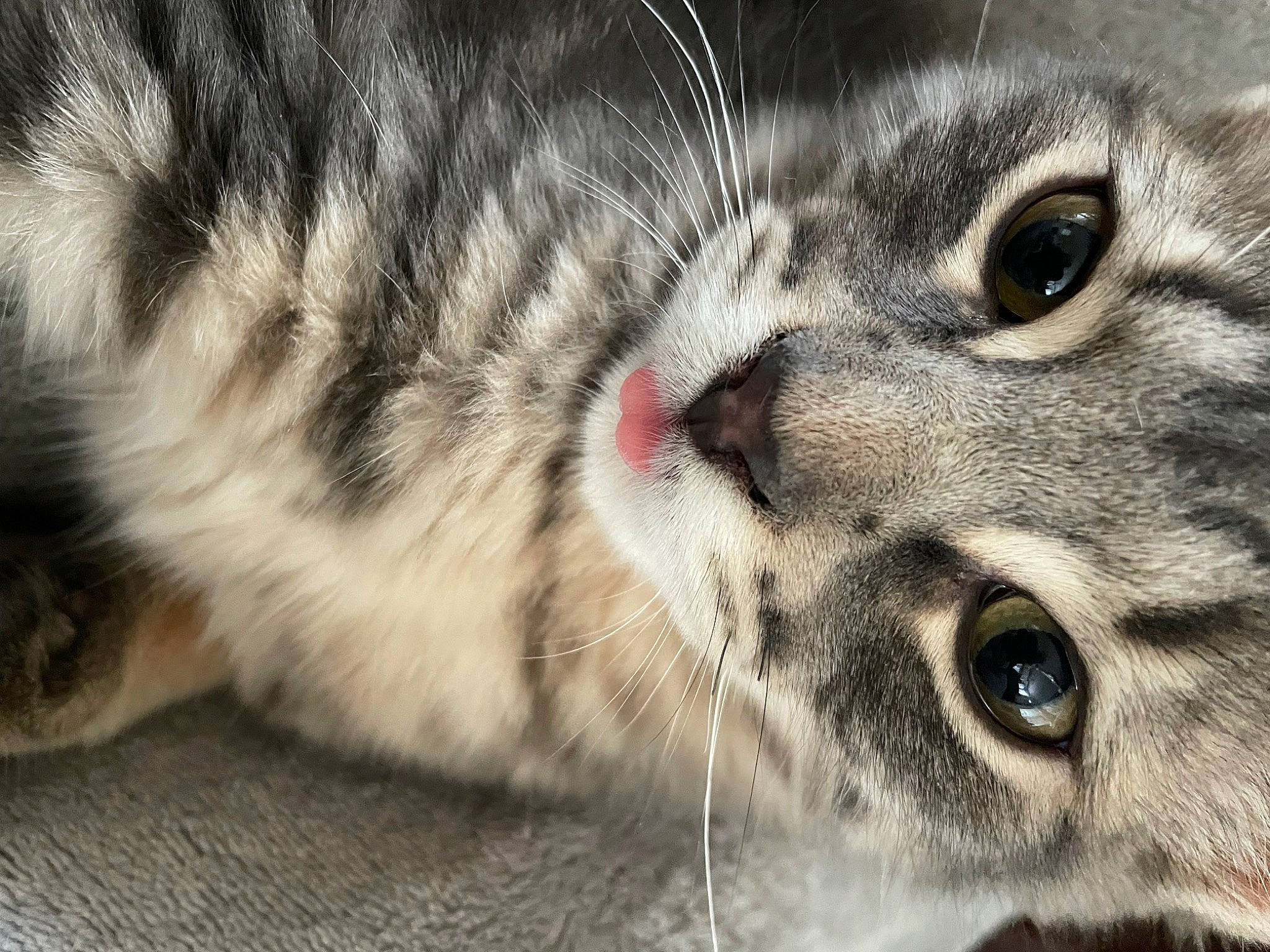 Eugene is registered to the contest to win money with this photo: carnivore, cat, close_up, curious, domestic_short_haired_cat, ear, eye, felidae, fur, iris, paw, small_to_medium_sized_cats, snout, terrestrial_animal, whiskers, wildlife