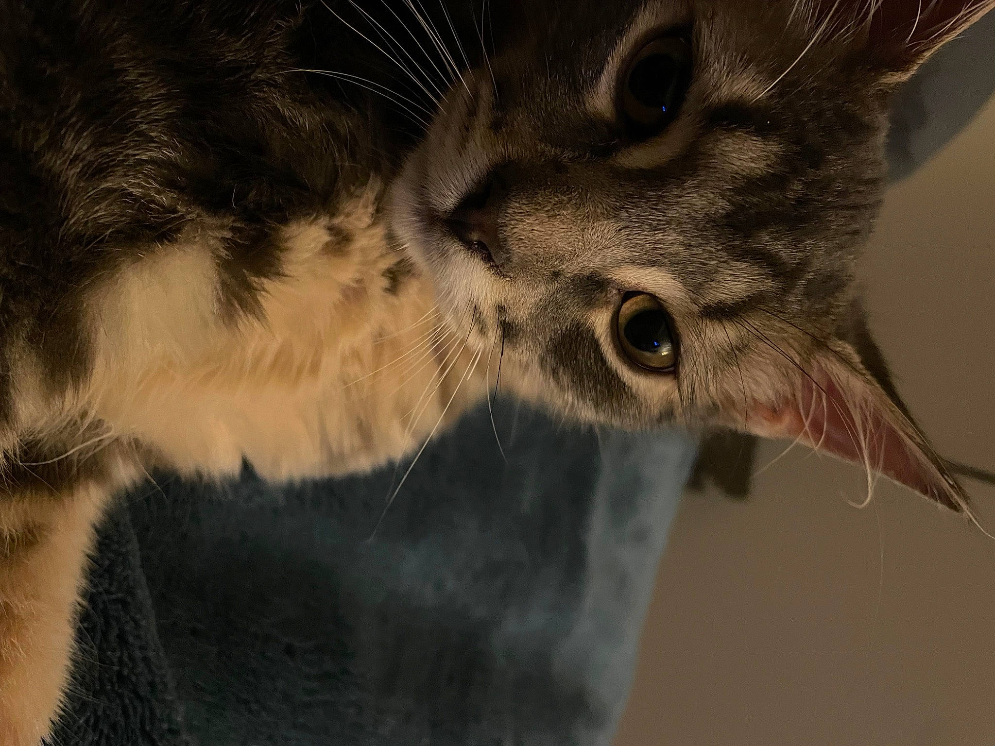 Eugene joined the competition — help win amazing prizes! carnivore, cat, claw, domestic_short_haired_cat, ear, felidae, fur, iris, paw, small_to_medium_sized_cats, snout, terrestrial_animal, whiskers, wildlife