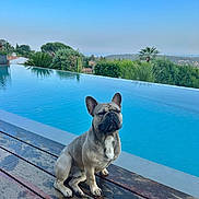 Victor a rejoint le concours — aidez-le/la à gagner de superbes lots ! dog, french_bulldog, pool, infinity_pool, wooden_deck, water, outdoor, sky, trees, plants, nature, sunlight, calm, pet, sitting, landscape, blue_sky, reflection, relaxation, summer