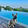 dog, french_bulldog, pool, infinity_pool, wooden_deck, water, outdoor, sky, trees, plants, nature, sunlight, calm, pet, sitting, landscape, blue_sky, reflection, relaxation, summer