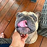 Victor a rejoint le concours — aidez-le/la à gagner de superbes lots ! dog, french_bulldog, tongue, pet, playing, hand, bracelet, floor, wooden_floor, wicker_chair, indoor, cute, animal, closeup, expression, brown, ears, nose, person, paw