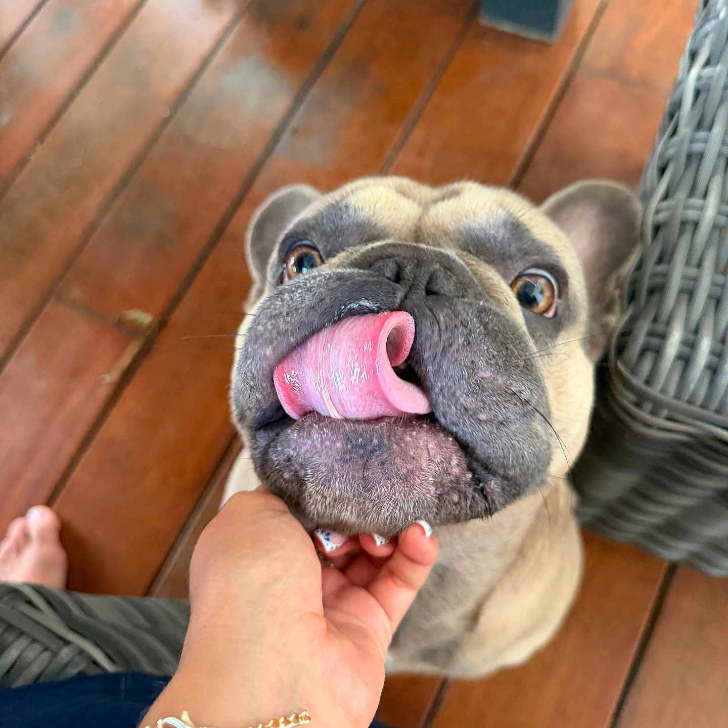 Victor a rejoint le concours — aidez-le/la à gagner de superbes lots ! dog, french_bulldog, tongue, pet, playing, hand, bracelet, floor, wooden_floor, wicker_chair, indoor, cute, animal, closeup, expression, brown, ears, nose, person, paw