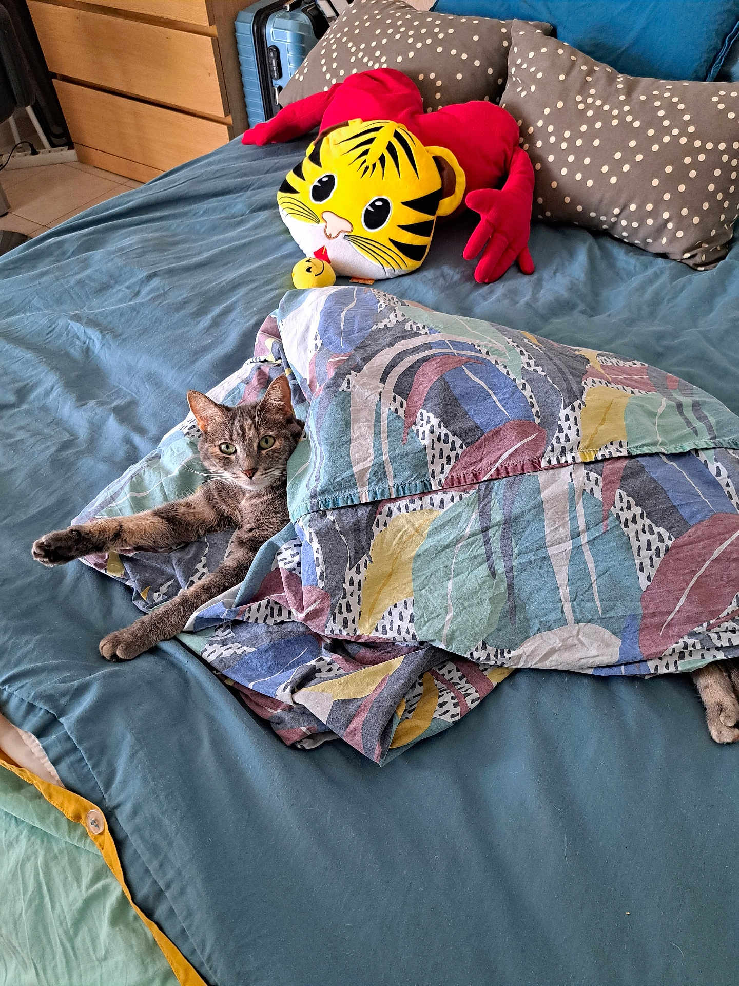 Tzigane participe au concours pour gagner de l'argent avec cette photo : cat, bed, blanket, plush_toy, stuffed_animal, striped_cat, pillow, blue_bedspread, patterned_blanket, relaxed, indoor, fur, pet, animal, cozy, furniture, resting, cute, domestic, sleeping_area