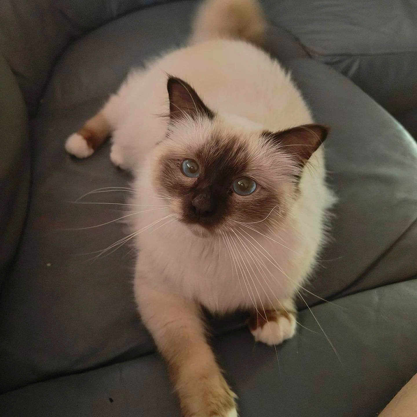 Ulk a rejoint le concours — aidez-le/la à gagner de superbes lots ! animal, armchair, cat, chair, couch, furniture, kitten, manx, pet, siamese