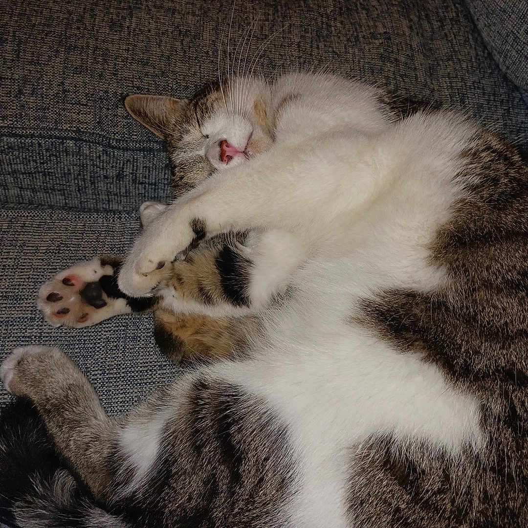 Lilly joined the competition — help win amazing prizes! animal, cat, couch, cozy, cute, domestic_cat, feline, fur, indoor, mammal, paw, pet, pink_nose, relaxed, resting, sleeping, striped, tabby, whiskers, white_fur