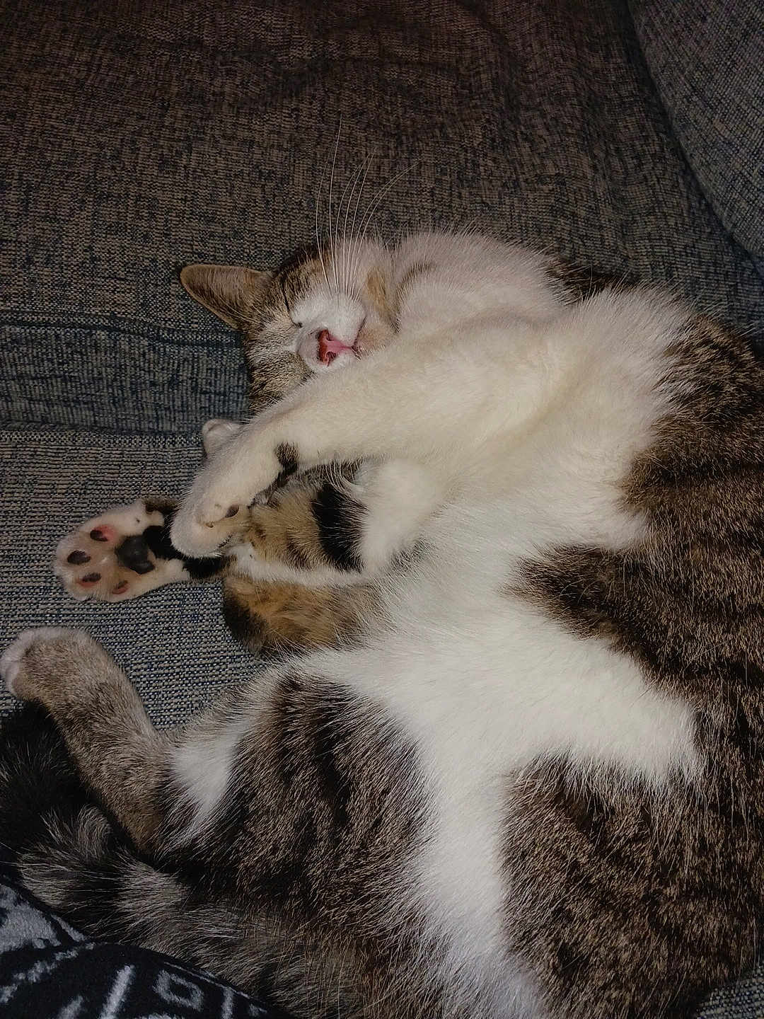 Lilly joined the competition — help win amazing prizes! cat, sleeping, paw, fur, couch, cozy, domestic_cat, whiskers, pink_nose, relaxed, tabby, white_fur, striped, pet, indoor, resting, cute, animal, mammal, feline