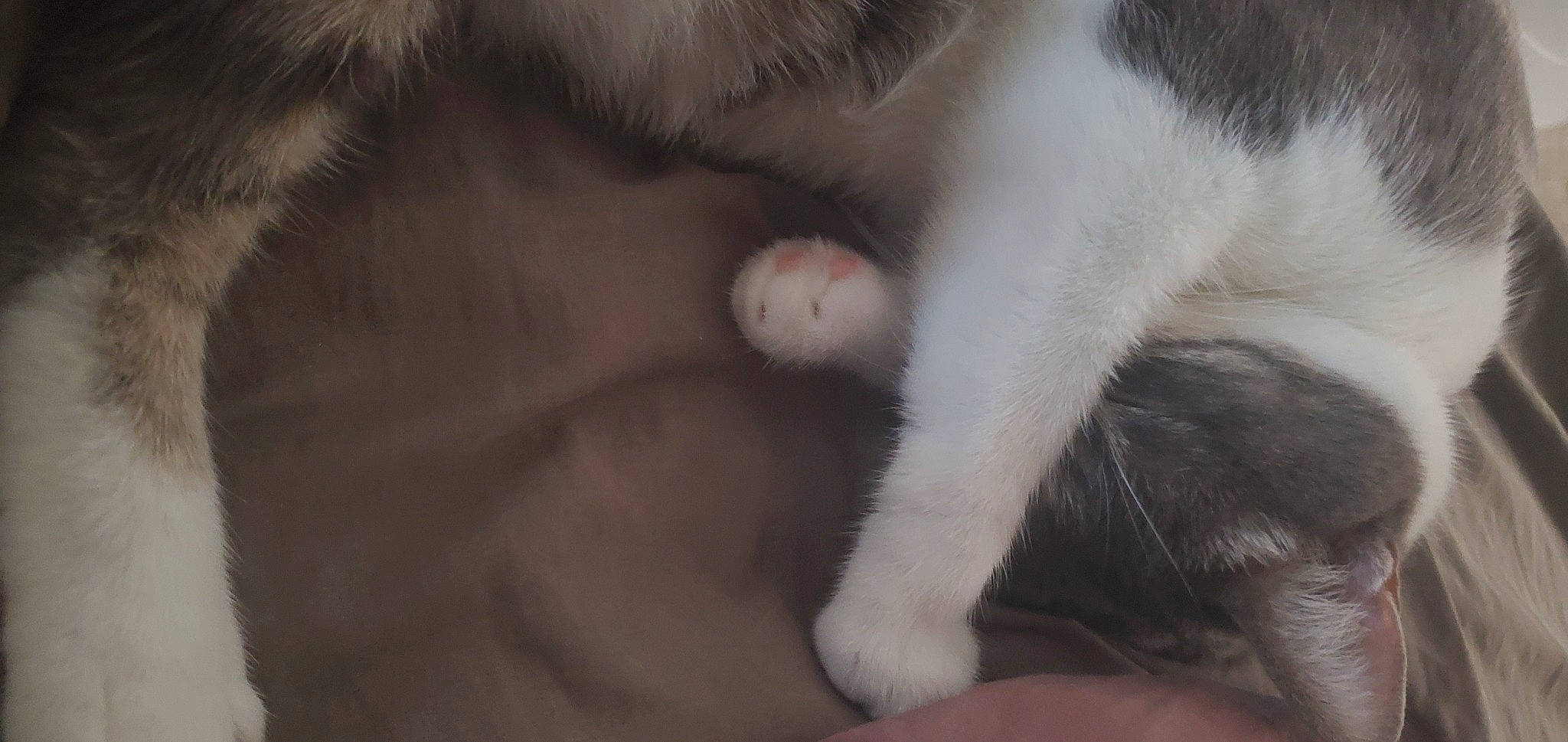 Little joined the competition — help win amazing prizes! canidae, carnivore, cat, claw, comfort, dog_breed, domestic_short_haired_cat, ear, eyelash, felidae, fur, nap, nose, paw, small_to_medium_sized_cats, snout, sporting_group, tail, whiskers