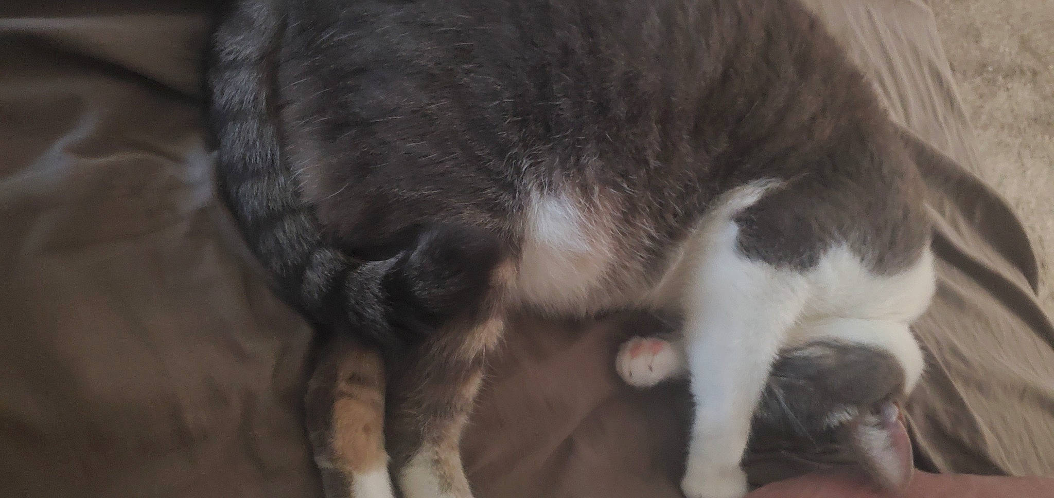 Little is registered to the contest to win money with this photo: carnivore, cat, claw, dog_breed, domestic_short_haired_cat, felidae, fur, small_to_medium_sized_cats, snout, sporting_group, tail, terrestrial_animal, whiskers