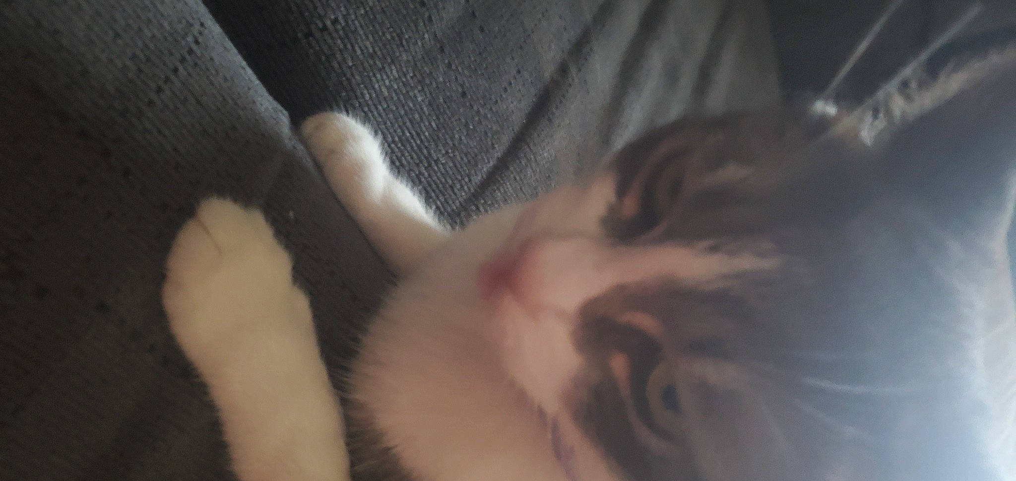 Little joined the competition — help win amazing prizes! carnivore, cat, claw, comfort, darkness, domestic_short_haired_cat, ear, felidae, fur, gesture, nap, paw, shadow, sleep, small_to_medium_sized_cats, tail, whiskers