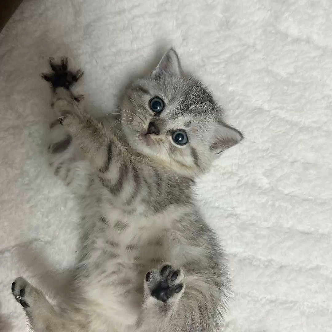 Titi participe au concours pour gagner de l'argent avec cette photo : kitten, cat, baby_animal, cute, fluffy, pet, animal, lying_down, white_blanket, soft_texture, paw, small, gray, striped, blue_eyes, indoor, young, fur, playful, adorable
