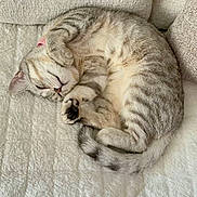 Titi participe au concours pour gagner de l'argent avec cette photo : cat, tabby, sleeping, curled_up, feline, pet, indoor, couch, blanket, cozy, fur, striped, relaxed, cute, domestic_animal, resting, whiskers, paw, tail, comfort