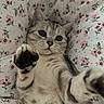 Titi participe au concours pour gagner de l'argent avec cette photo : cat, pet, animal, floral_pattern, blanket, paw, cute, feline, indoor, close_up, tabby, whiskers, soft_fur, relaxed, playful, cozy, bed, comfort, looking_at_camera, reaching_out