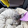 french_bulldog, puppy, dog, pet_bed, car_interior, toy, yellow_bird_toy, beige_bed, blue_eyes, curious, small_dog, cute, indoor, soft_bed, cozy, animal, pet, looking_up, ears_up, adorable