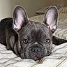 dog, french_bulldog, puppy, bed, ears, blue_eyes, pet, animal, lying_down, close_up, indoor, cute, adorable, fur, snout, whiskers, resting, domestic_animal, canine, sleepy