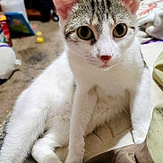 Nala is registered to the contest to win money with this photo: animal, bed, blanket, cat, closeup, clutter, curious, cute, ears, eyes, floor, furniture, household, indoor, looking, paw, pet, relaxed, tabby, white_fur