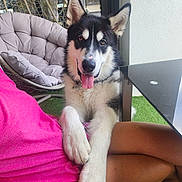Evrest a rejoint le concours — aidez-le/la à gagner de superbes lots ! dog, husky, pet, animal, outdoor, person, lap, paws, tongue, smile, fur, black_and_white, chair, cushion, grass, table, clothing, shorts, relaxing, summer