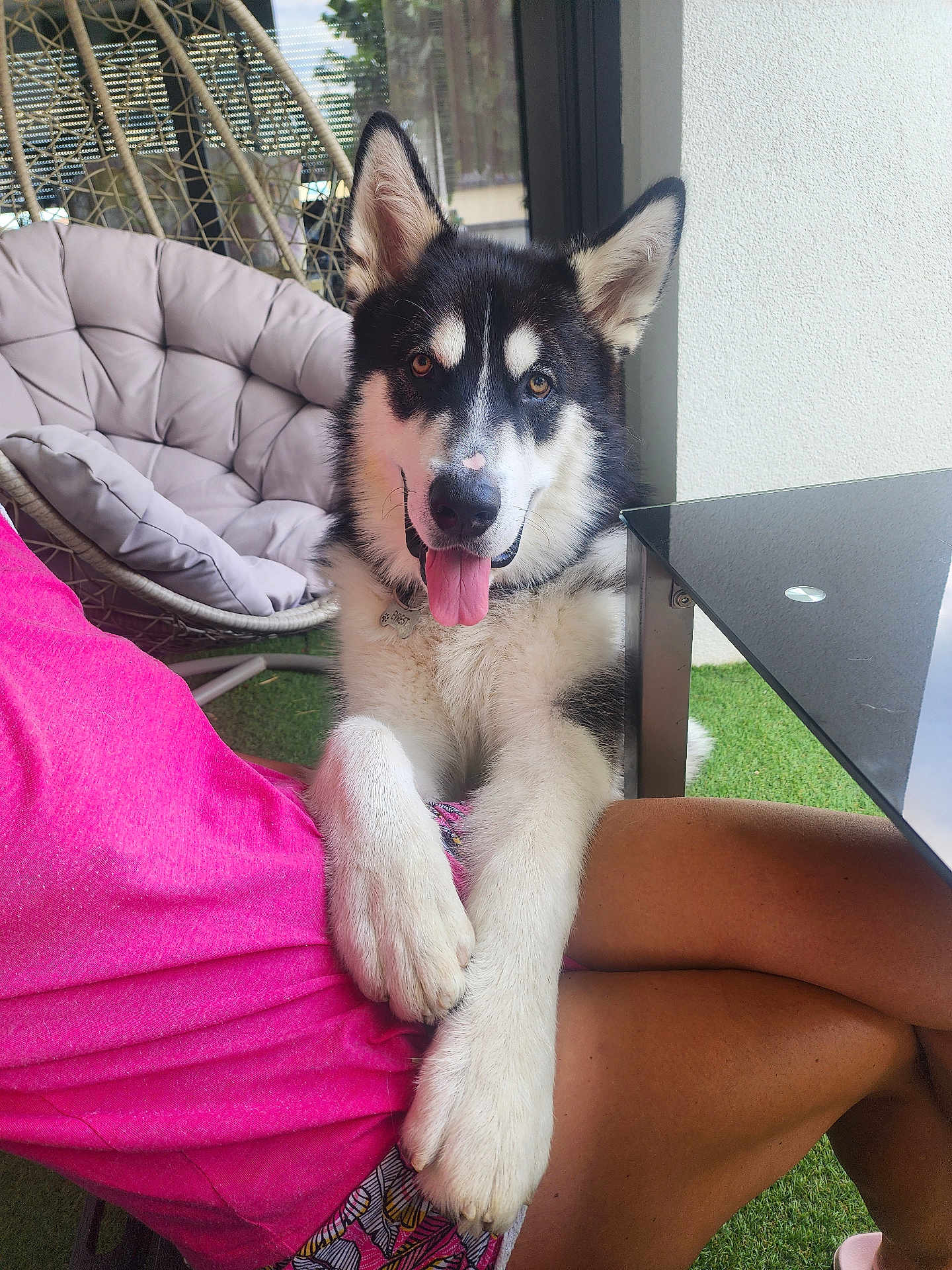 Evrest a rejoint le concours — aidez-le/la à gagner de superbes lots ! dog, husky, pet, animal, outdoor, person, lap, paws, tongue, smile, fur, black_and_white, chair, cushion, grass, table, clothing, shorts, relaxing, summer