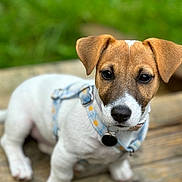 Twiny participe au concours pour gagner de l'argent avec cette photo : puppy, dog, brown, white, face, ears, harness, wood, outdoor, greenery, cute, pet, animal, young, sitting, closeup, focus, collar, nature, portrait