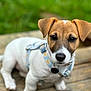 puppy, dog, brown, white, face, ears, harness, wood, outdoor, greenery, cute, pet, animal, young, sitting, closeup, focus, collar, nature, portrait