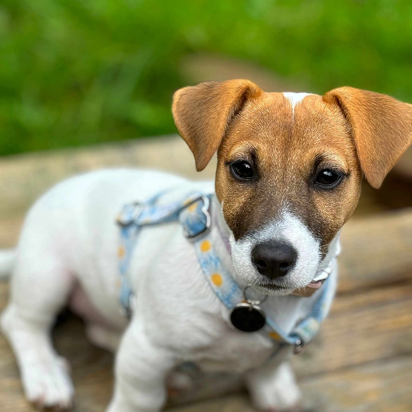 Twiny participe au concours pour gagner de l'argent avec cette photo : animal, brown, closeup, collar, cute, dog, ears, face, focus, greenery, harness, nature, outdoor, pet, portrait, puppy, sitting, white, wood, young