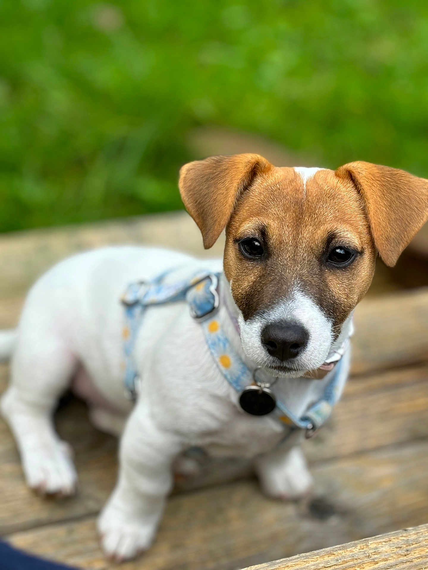 Twiny participe au concours pour gagner de l'argent avec cette photo : puppy, dog, brown, white, face, ears, harness, wood, outdoor, greenery, cute, pet, animal, young, sitting, closeup, focus, collar, nature, portrait
