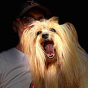 Jay Jay joined the competition — help win amazing prizes! dog, pet, long_hair, yawning, portrait, person, glasses, cap, white_shirt, dark_background, close_up, happy, mouth_open, tongue_out, furry, animal, cute, indoor, expression, human