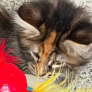 Malika is registered to the contest to win money with this photo: animal, blurred_background, cat, close_up, colorful, curious, domestic_cat, feathers, feline, fluffy, fur, indoor, pet, play, red, sniffing, soft, texture, toy, yellow