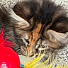 animal, blurred_background, cat, close_up, colorful, curious, domestic_cat, feathers, feline, fluffy, fur, indoor, pet, play, red, sniffing, soft, texture, toy, yellow