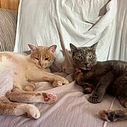 Abby And Millie is registered to the contest to win money with this photo: cats, felines, orange_cat, gray_cat, pets, animals, sleeping, lounging, bed, bedding, blanket, indoors, home, relaxed, collar, whiskers, paws, fur, portrait, cozy